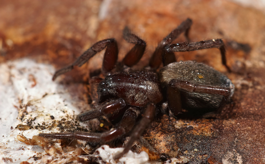 Skálovka domácí (Scotophaeus scutulatus)